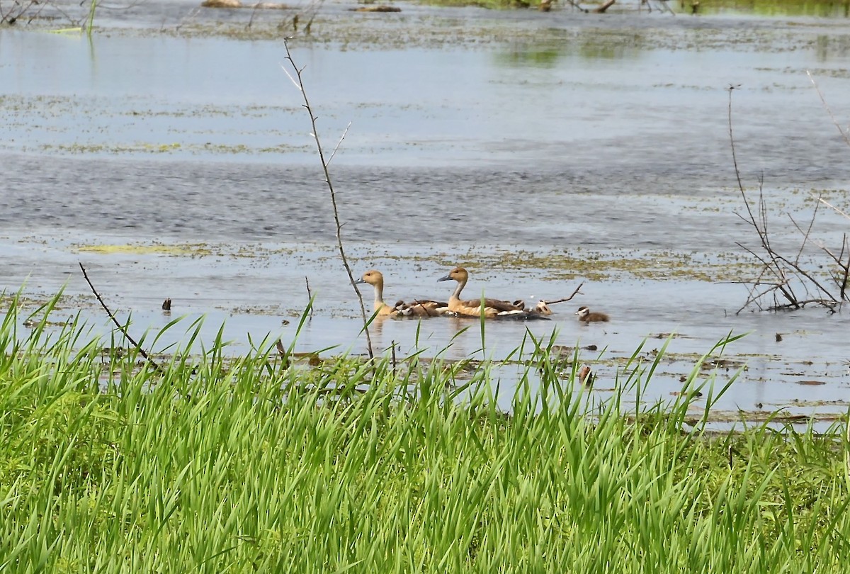 Fulvous Whistling-Duck - ML637106906