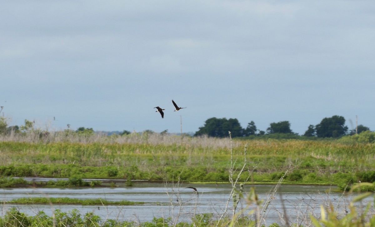 Fulvous Whistling-Duck - ML637106907