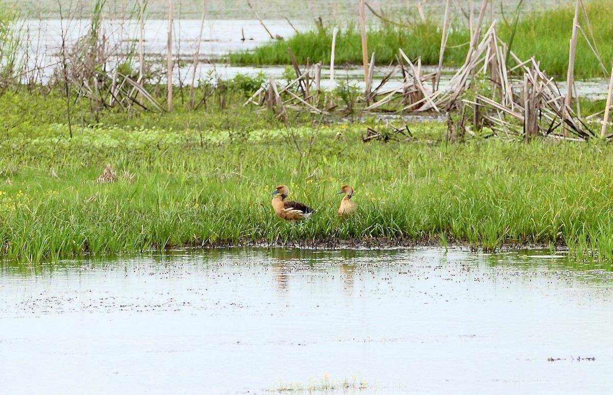 Fulvous Whistling-Duck - ML637106908