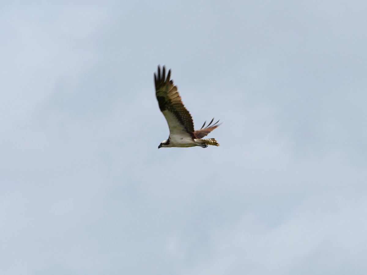 Osprey - ML637106916