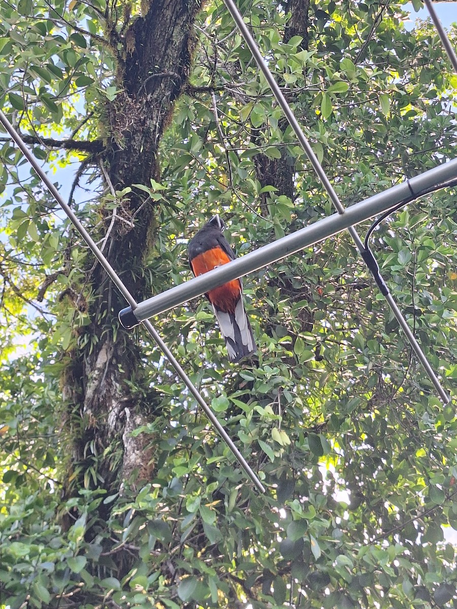 Baird's Trogon - ML637106949