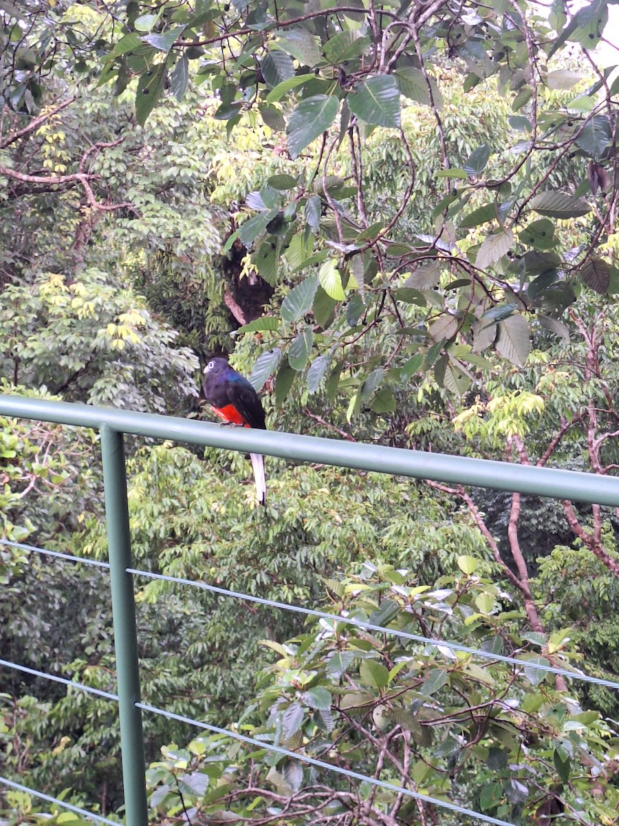 Baird's Trogon - ML637106950