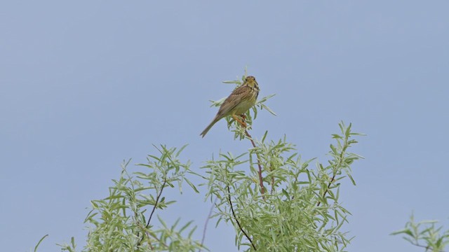 Corn Bunting - ML637106951