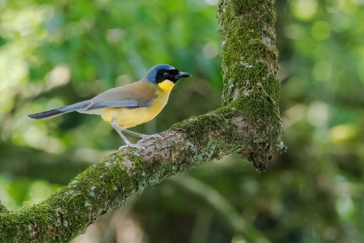 Blue-crowned Laughingthrush - ML637106971