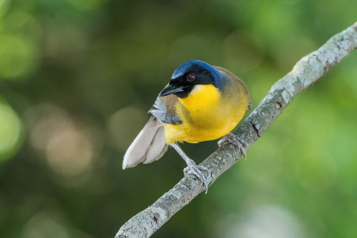 Blue-crowned Laughingthrush - ML637106972