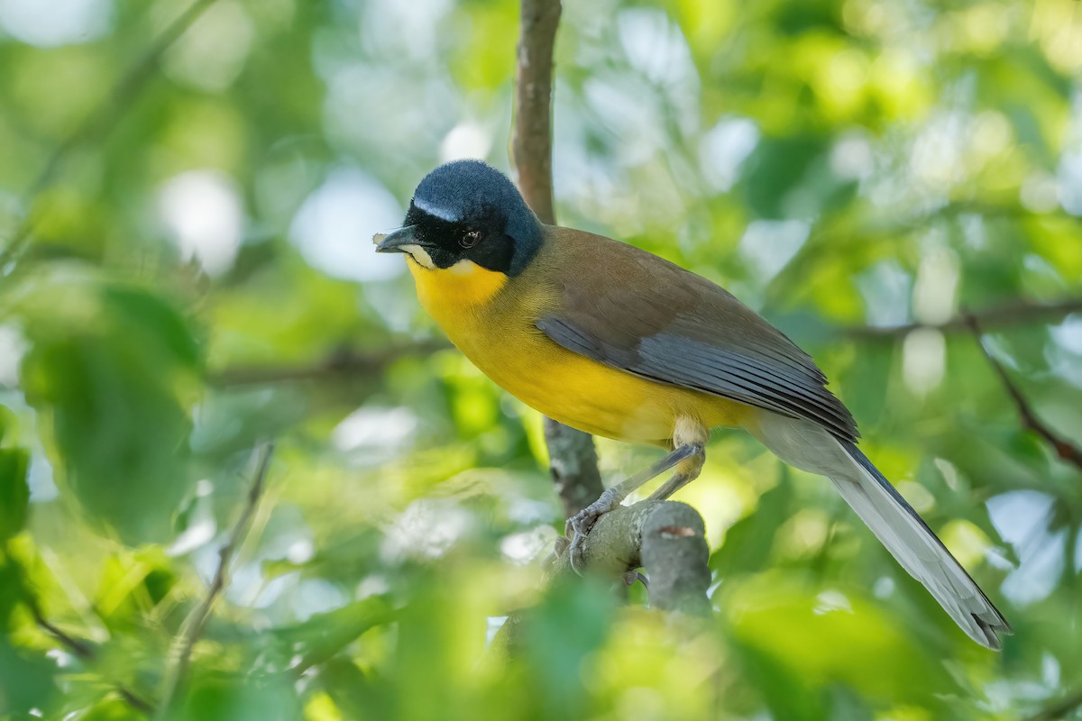 Blue-crowned Laughingthrush - ML637106973