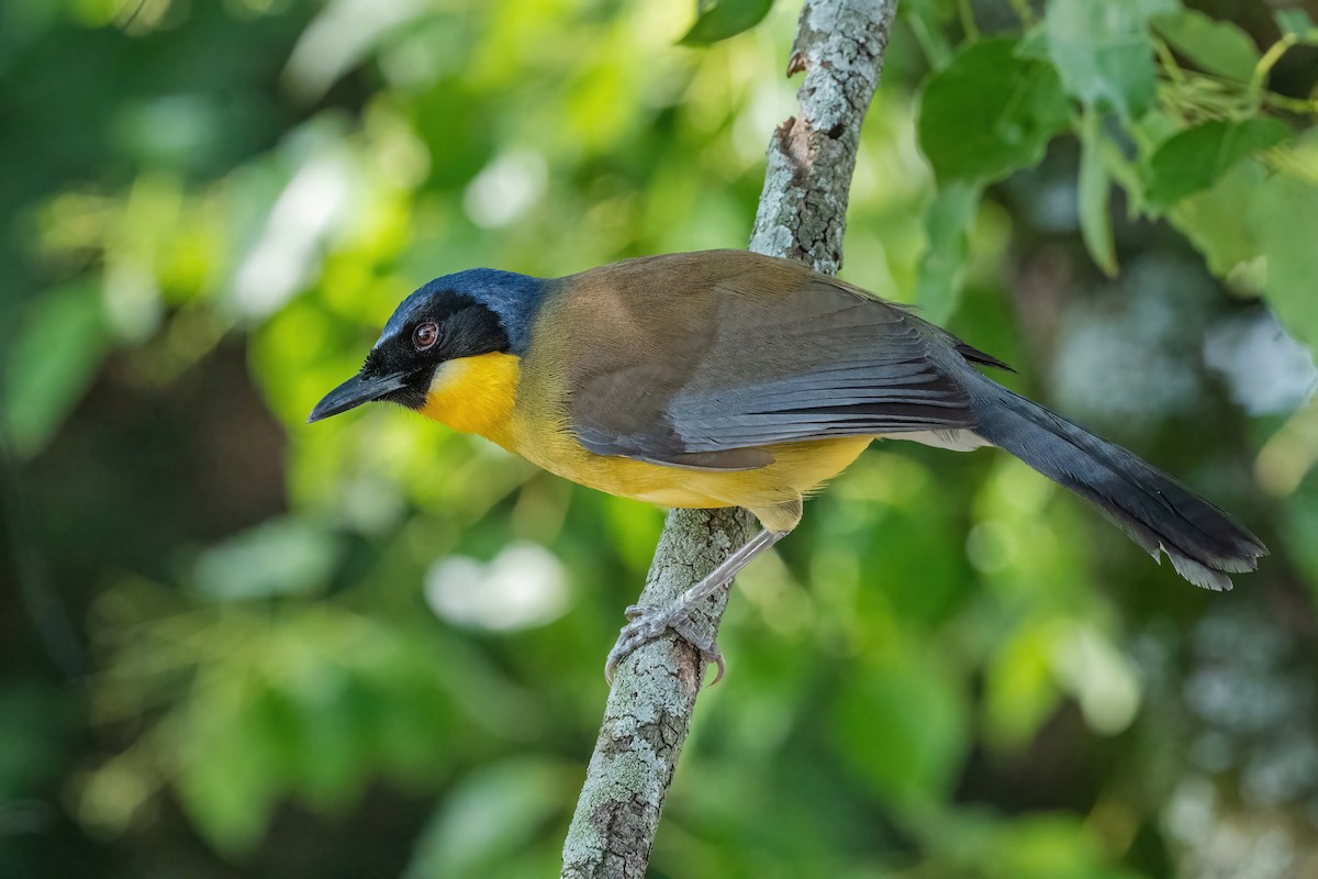 Blue-crowned Laughingthrush - ML637106974