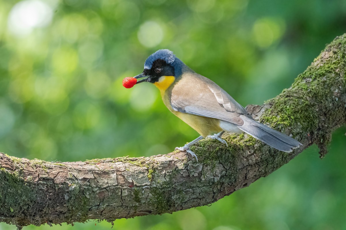 Blue-crowned Laughingthrush - ML637107008