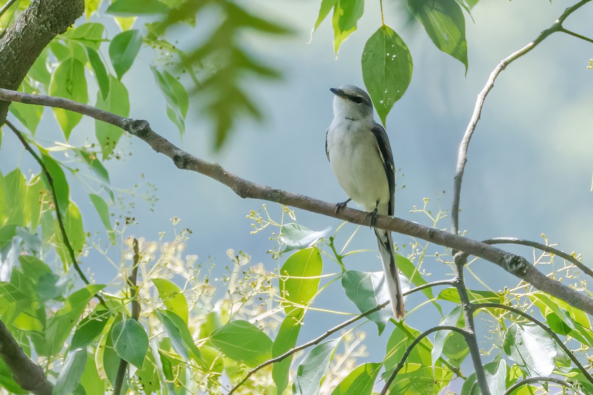 Brown-rumped Minivet - ML637107014