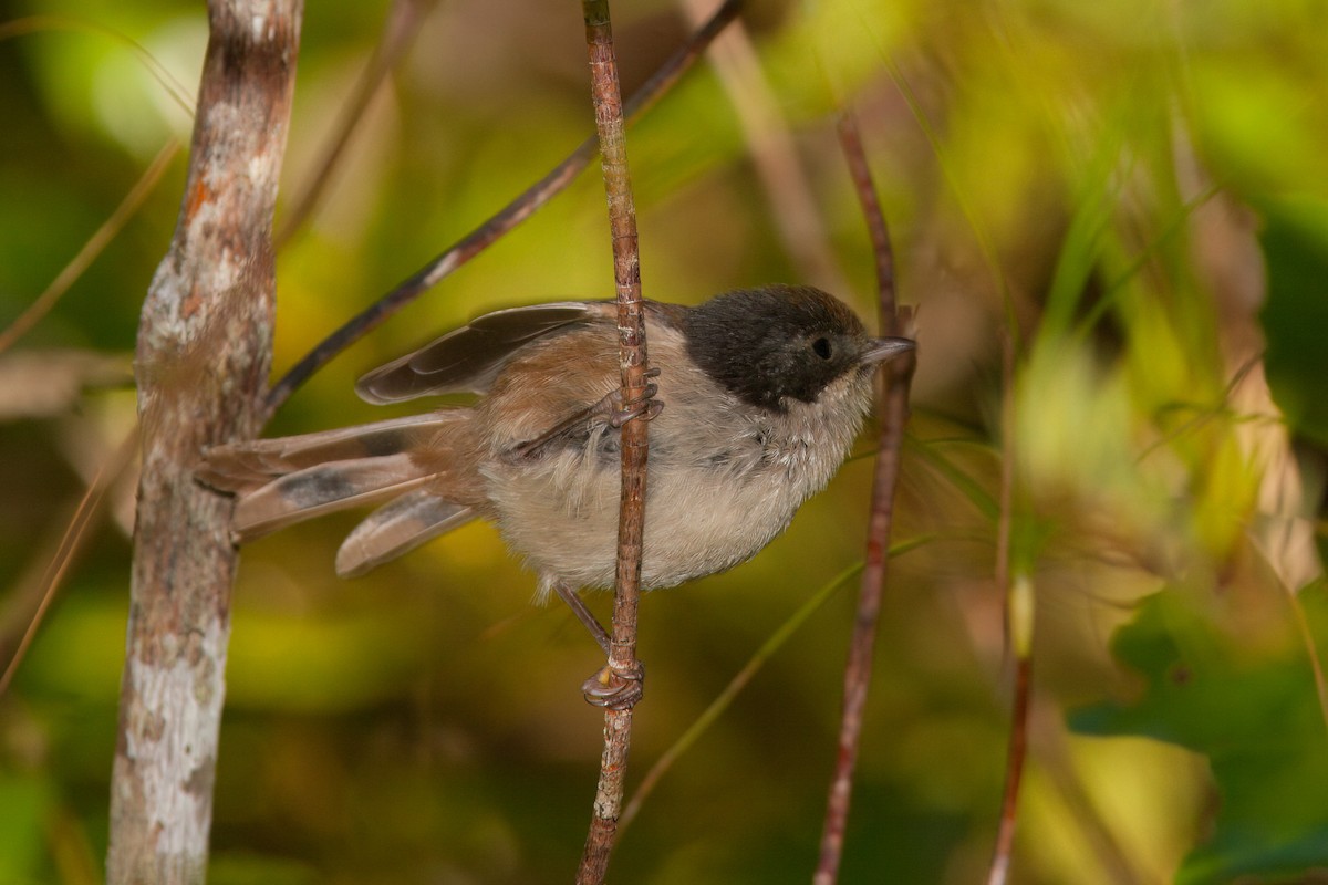 Pipipi - ML637107037