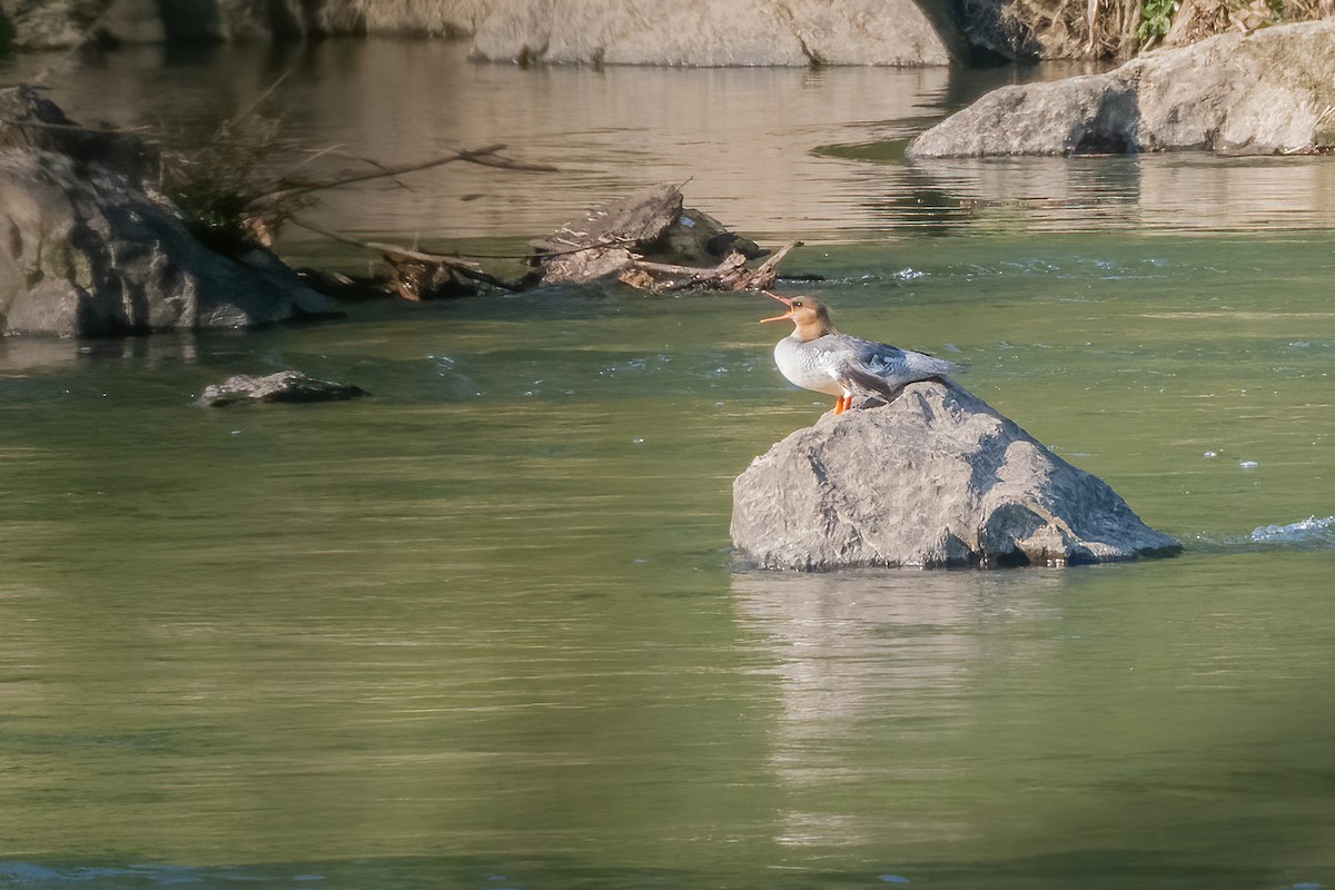 Scaly-sided Merganser - ML637107056