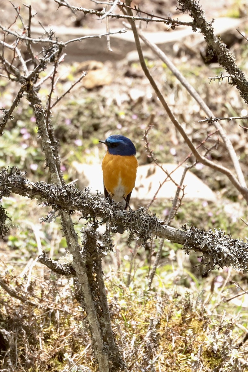 Rufous-breasted Bush-Robin - ML637107120