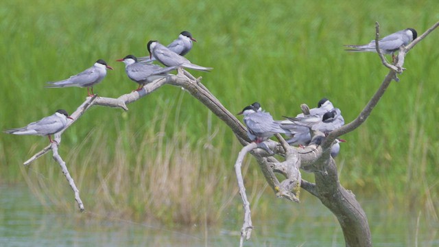 Whiskered Tern - ML637107126