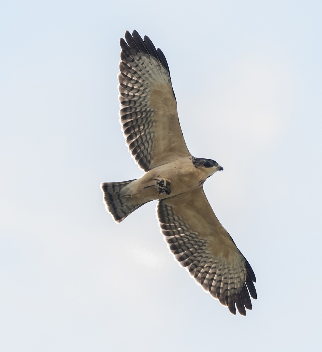 Short-tailed Hawk - ML637107227