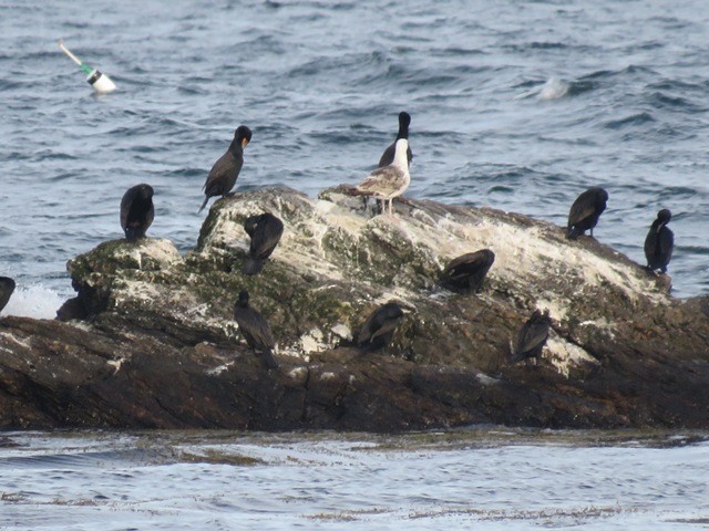 kormorán ušatý - ML637107252