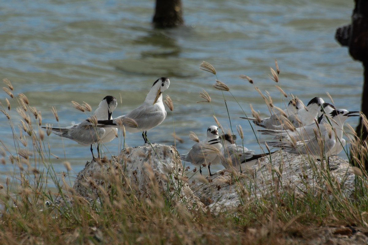 Sandwich Tern (Cayenne) - ML637107258