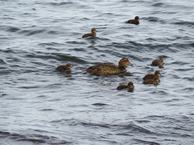 kajka mořská - ML637107259