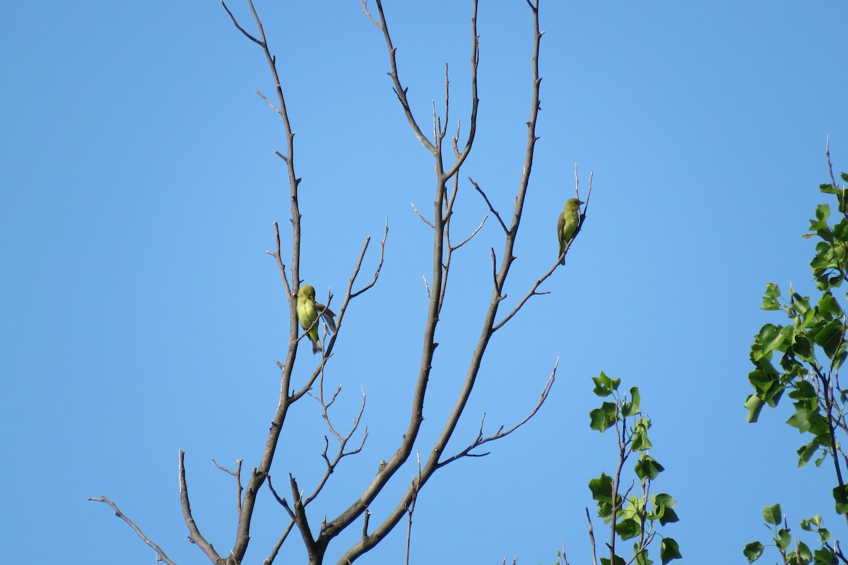 Scarlet Tanager - ML637107263