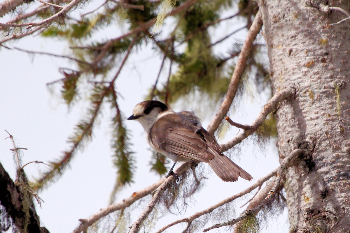 Canada Jay - ML637107264