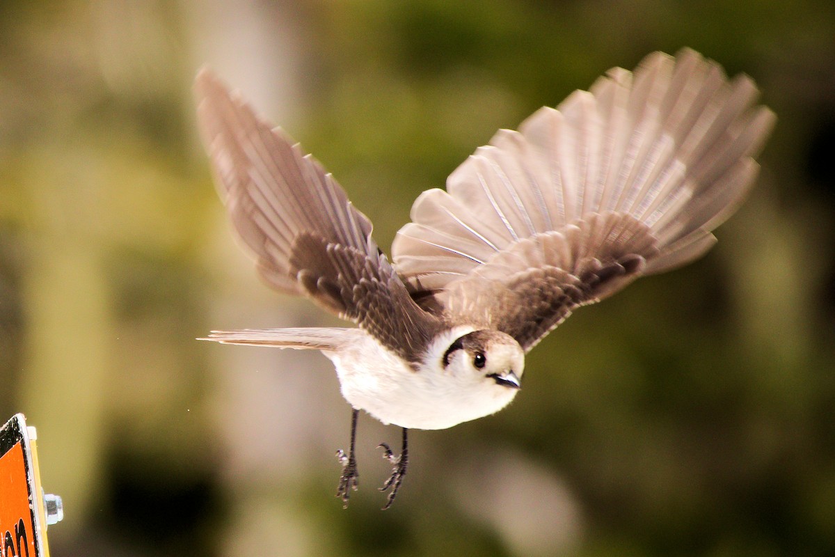 Canada Jay - ML637107266