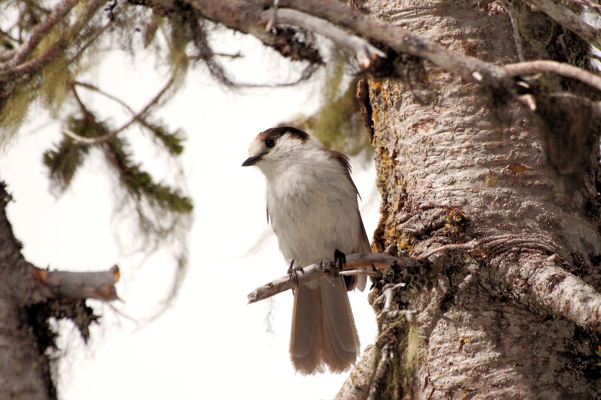 Canada Jay - ML637107268