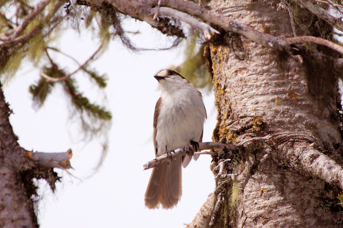 Canada Jay - ML637107269