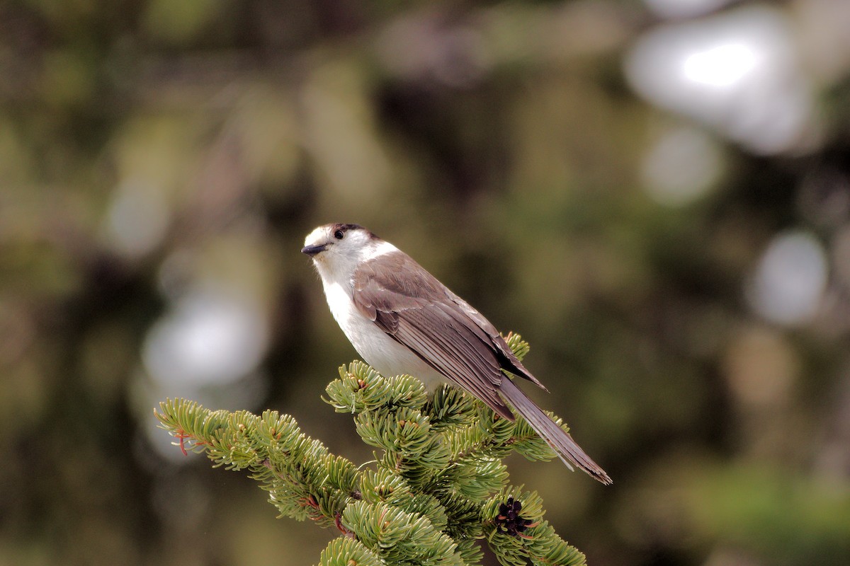 Canada Jay - ML637107271