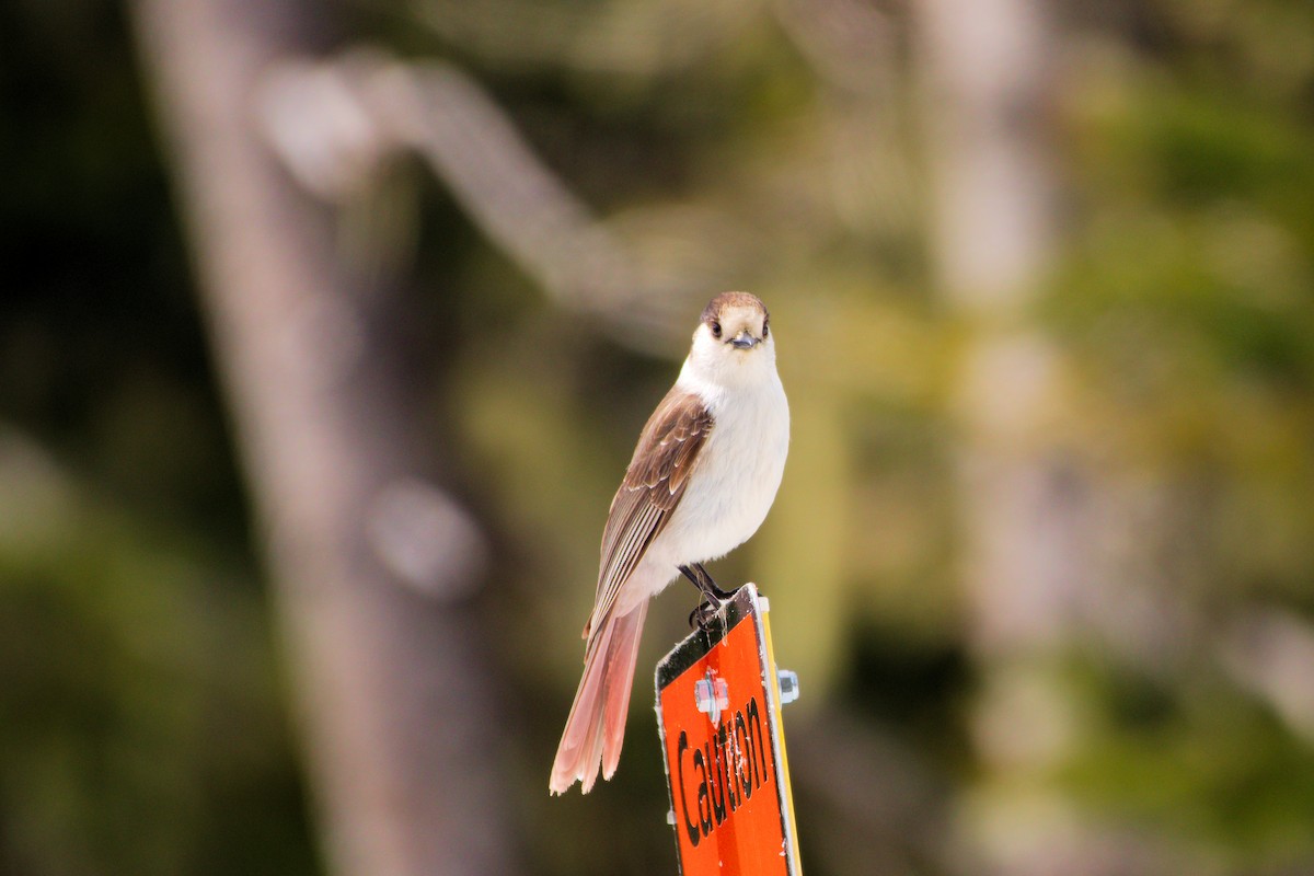 Canada Jay - ML637107272