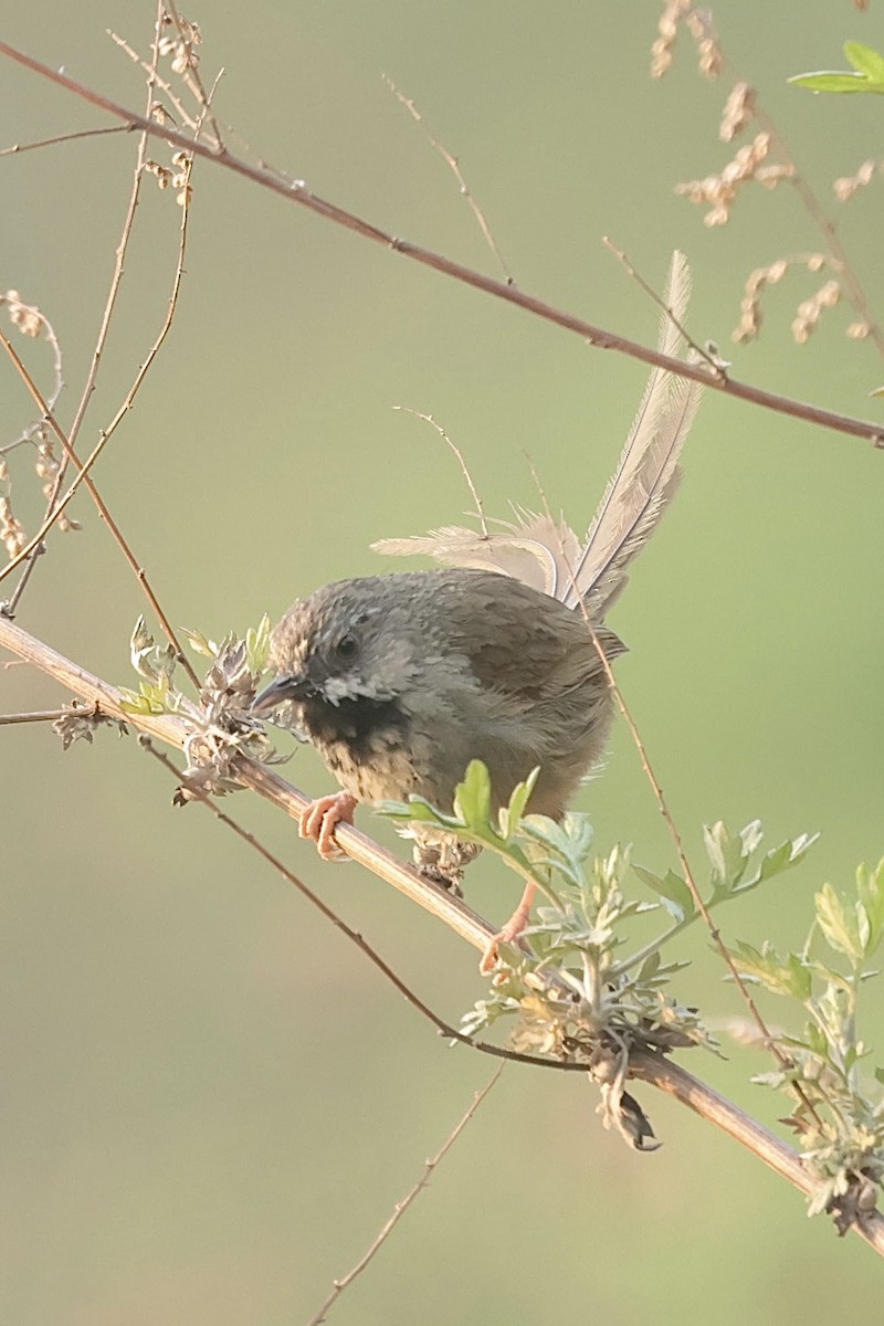 Black-throated Prinia - ML637107280
