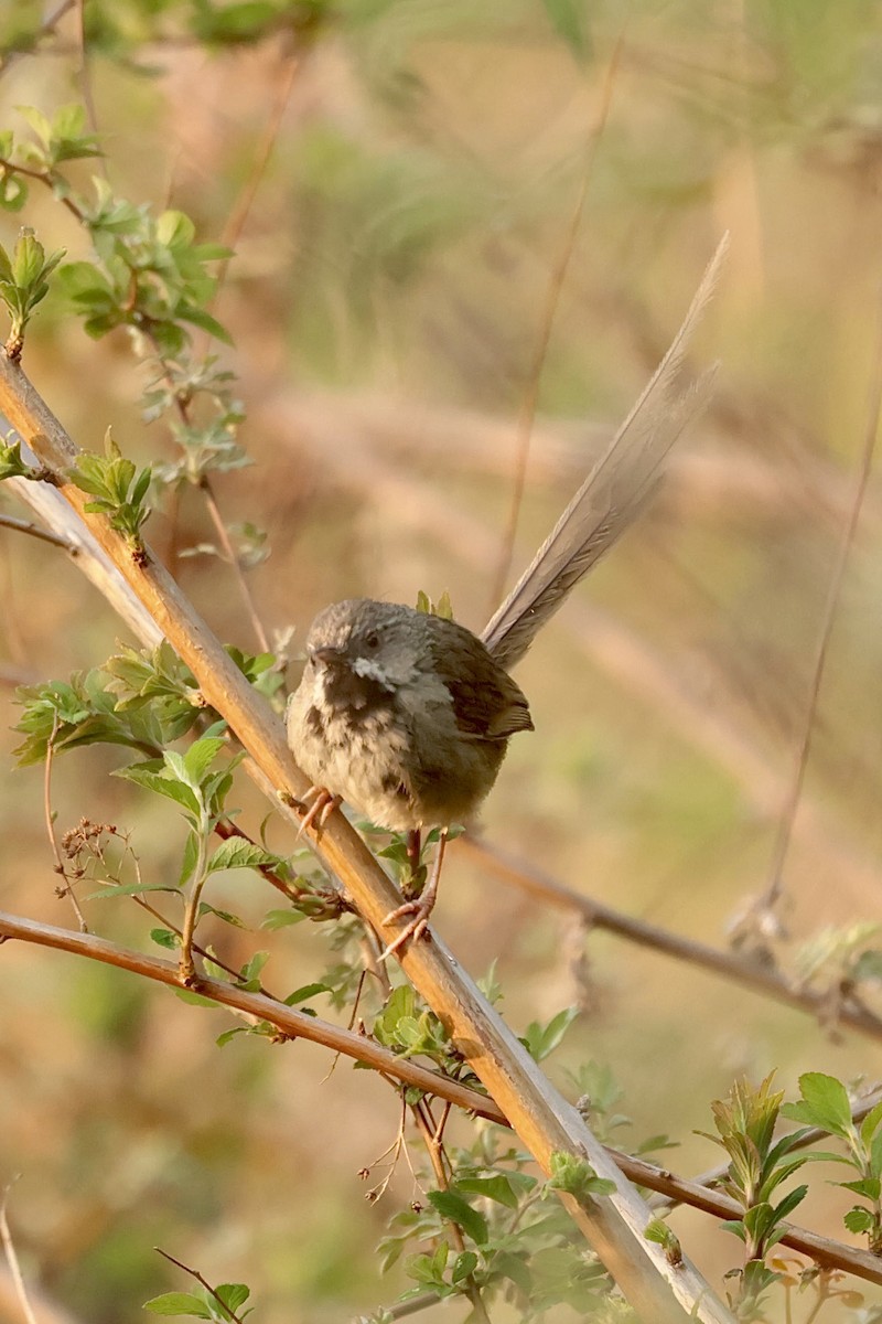 Black-throated Prinia - ML637107281