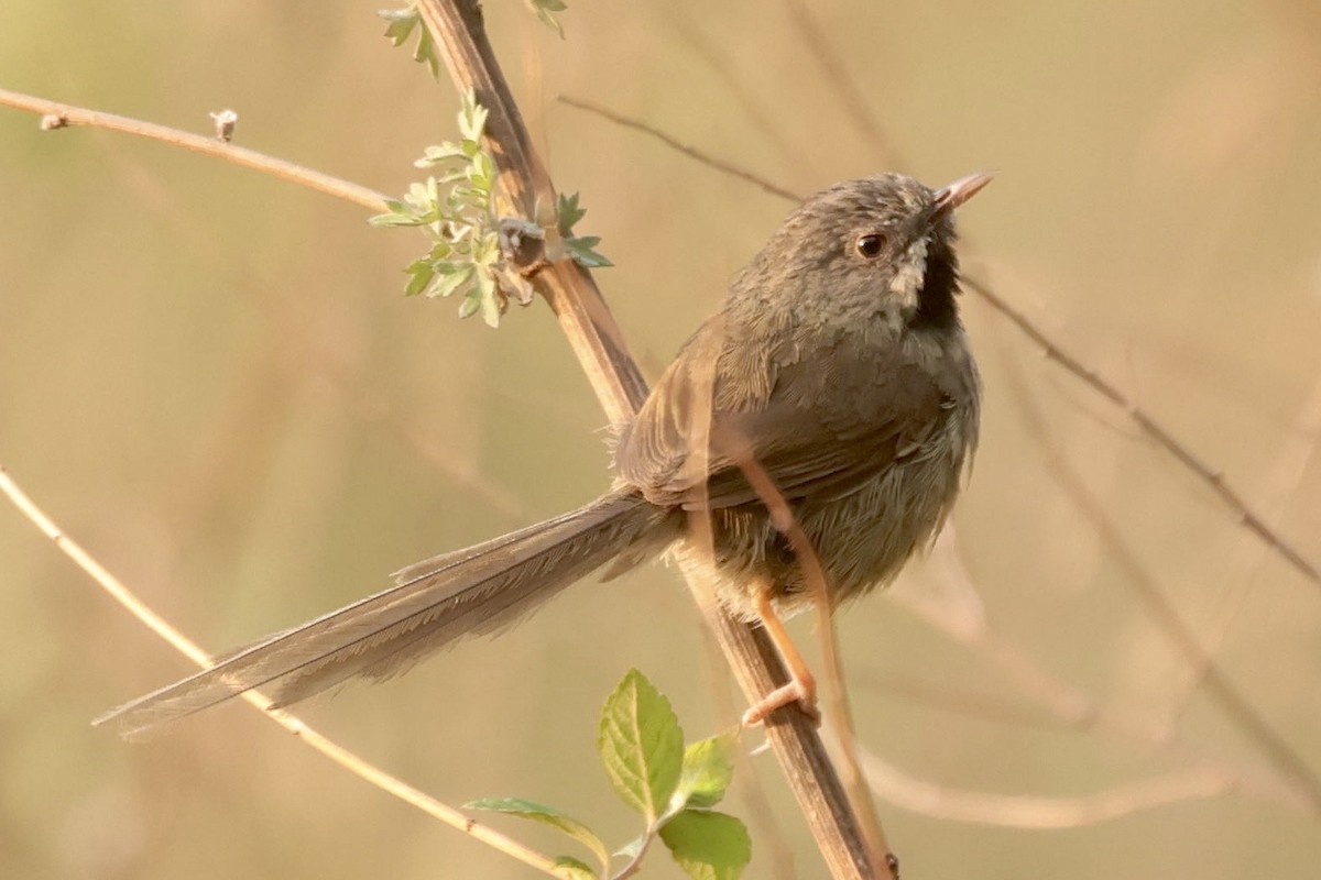 Black-throated Prinia - ML637107282