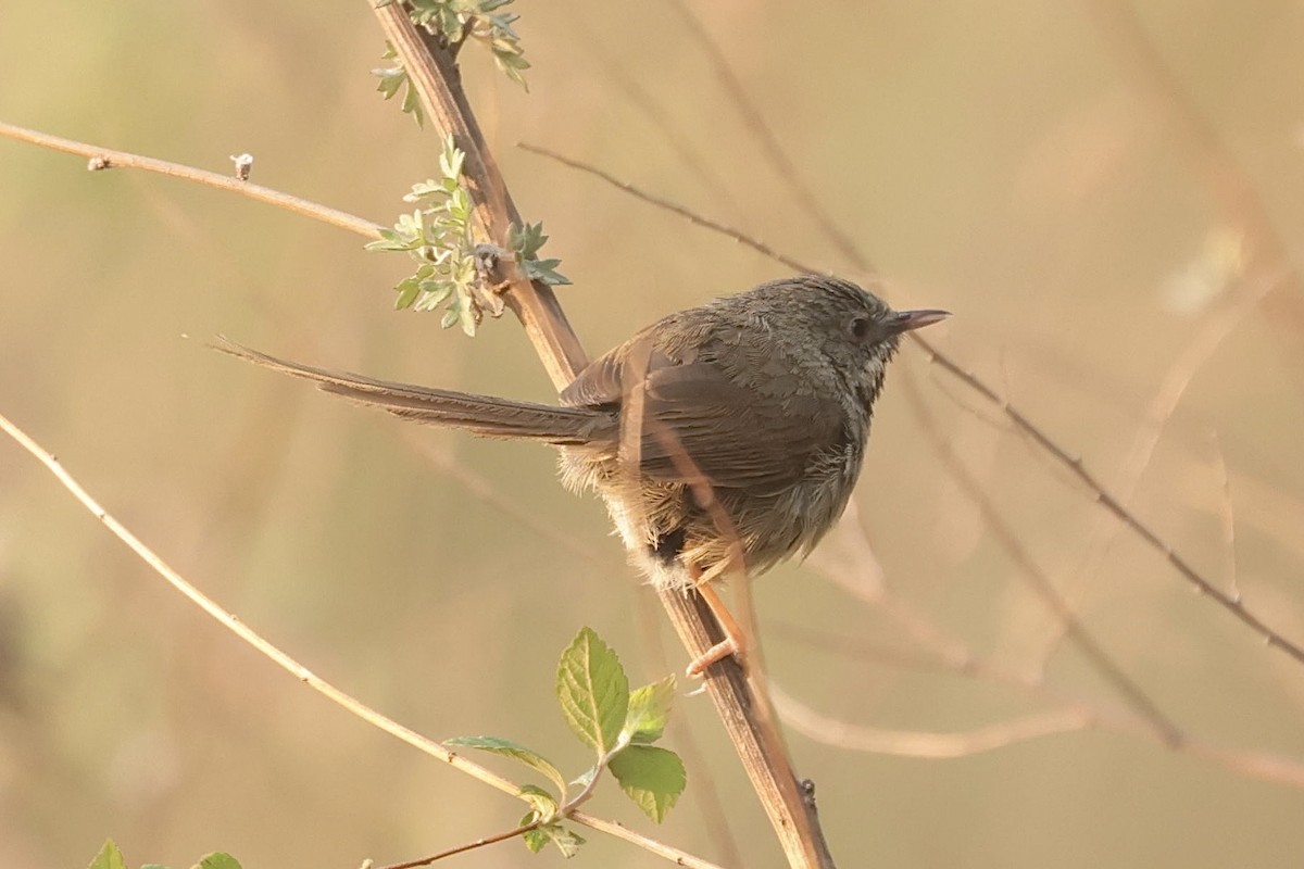 Black-throated Prinia - ML637107283