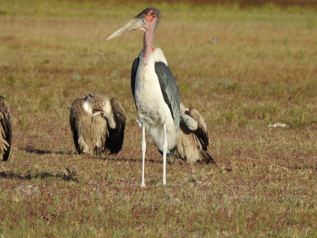 Marabu - ML637107308
