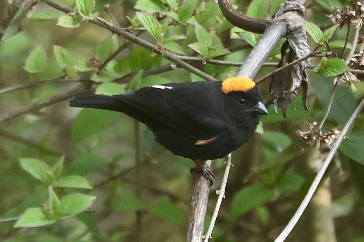 Gold-naped Finch - ML637107320