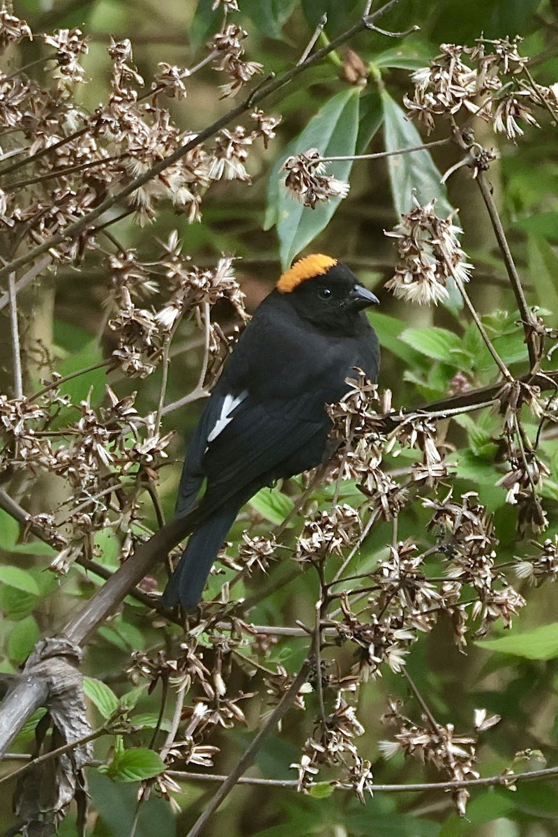 Gold-naped Finch - ML637107322