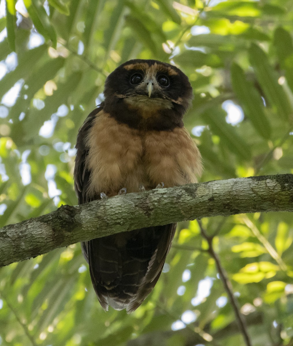 Tawny-browed Owl - ML637107383