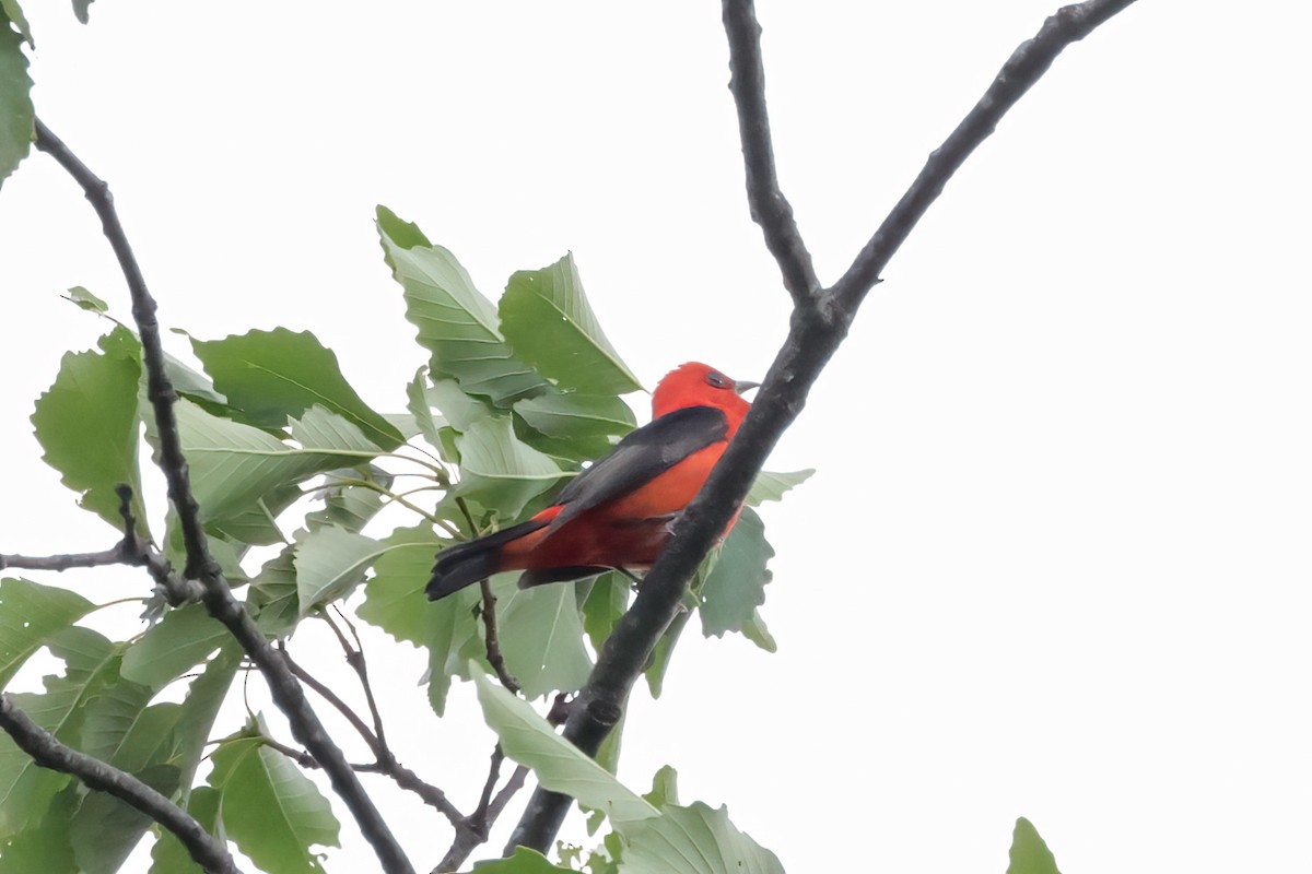 Scarlet Tanager - ML637107485
