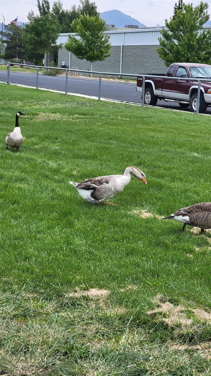 Graylag Goose (Domestic type) - ML637107608