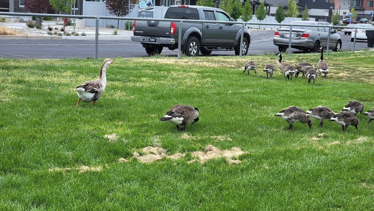 Graylag Goose (Domestic type) - ML637107620