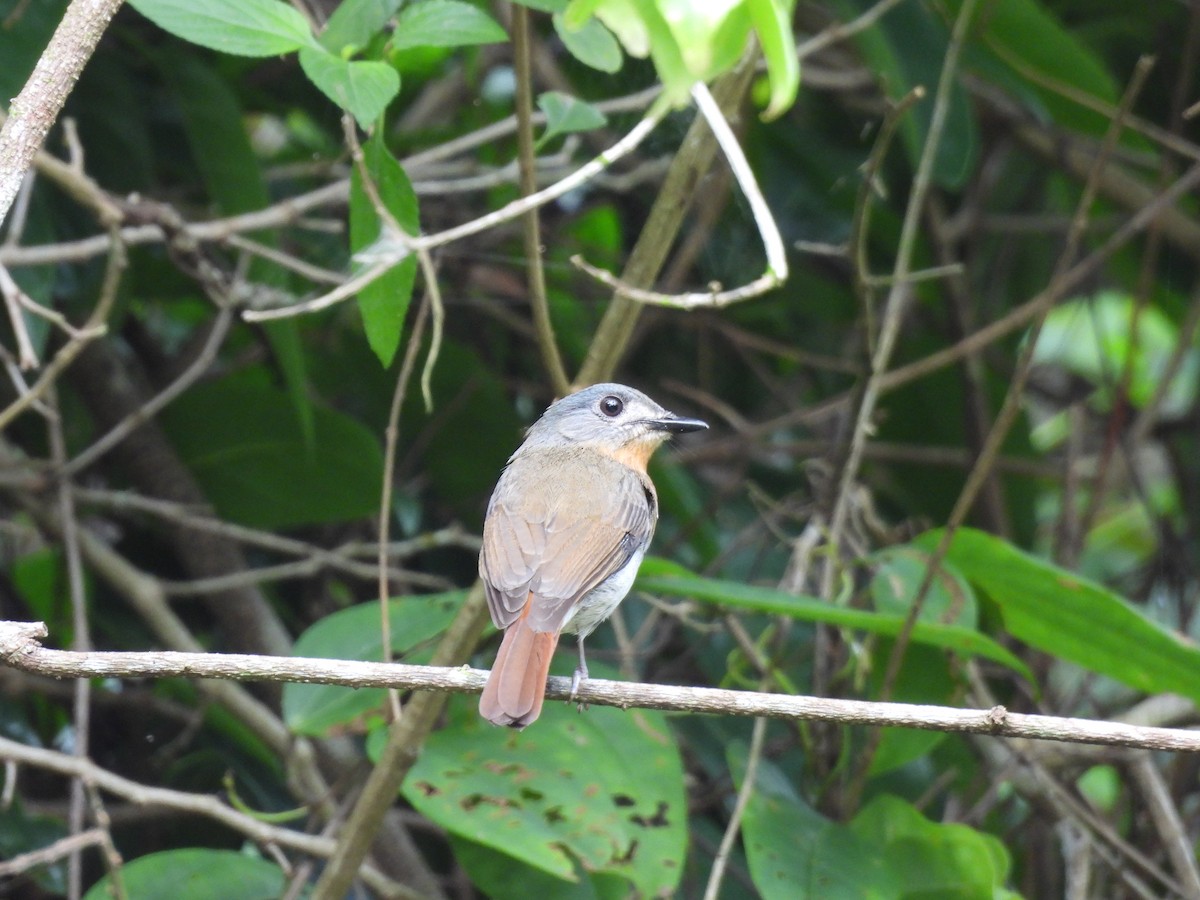 White-bellied Blue Flycatcher - ML637107628