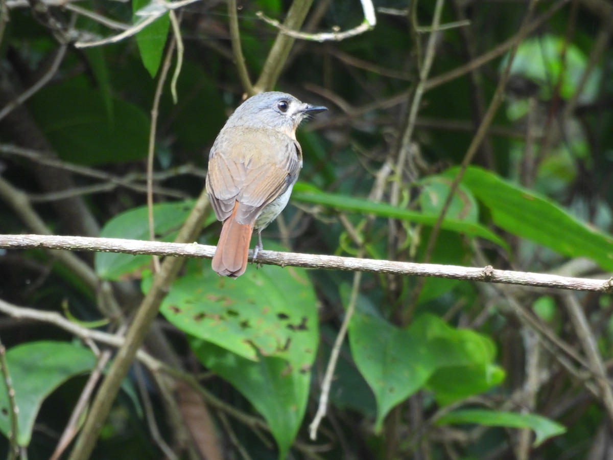 White-bellied Blue Flycatcher - ML637107630
