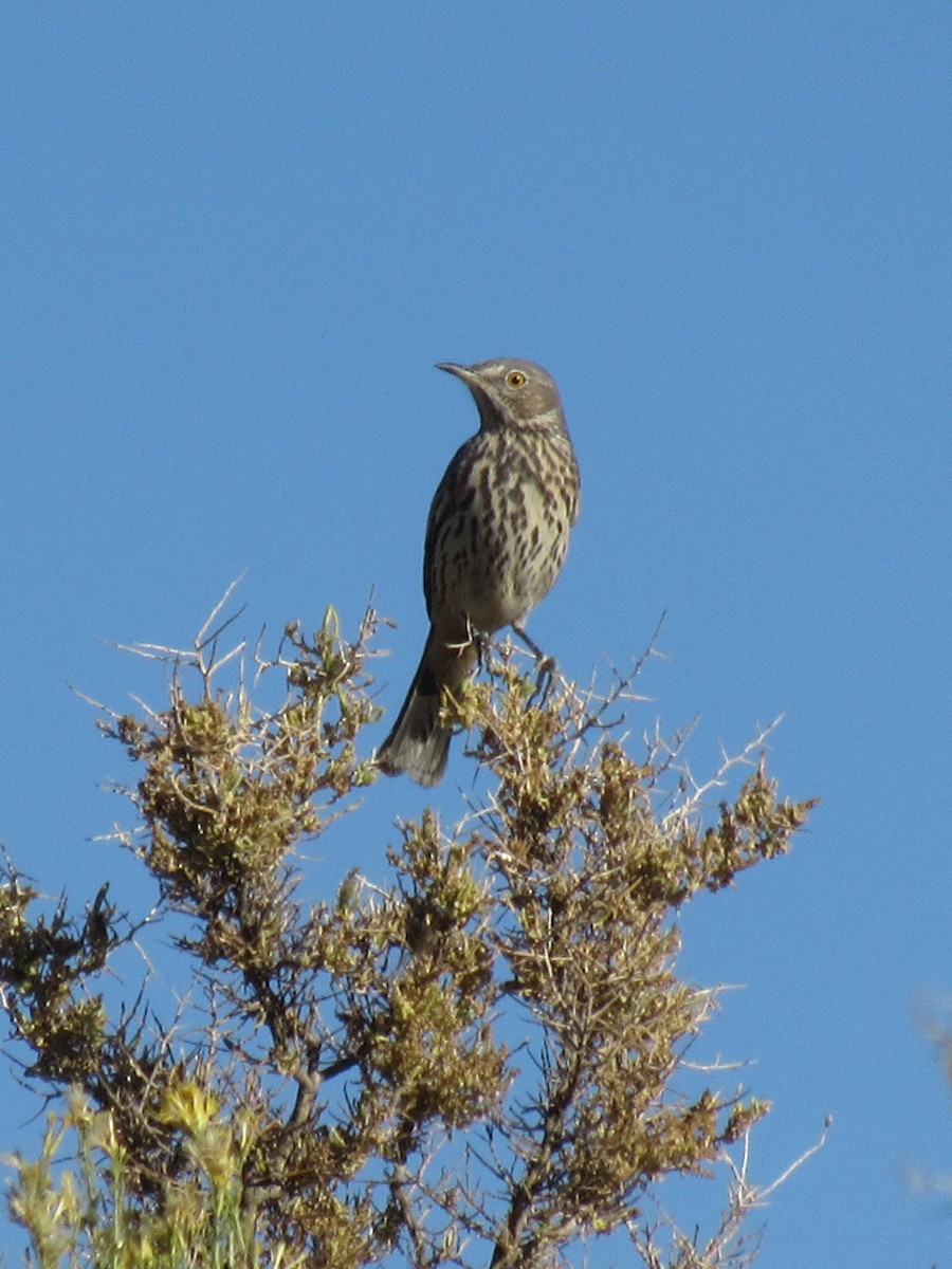 Sage Thrasher - ML637107703