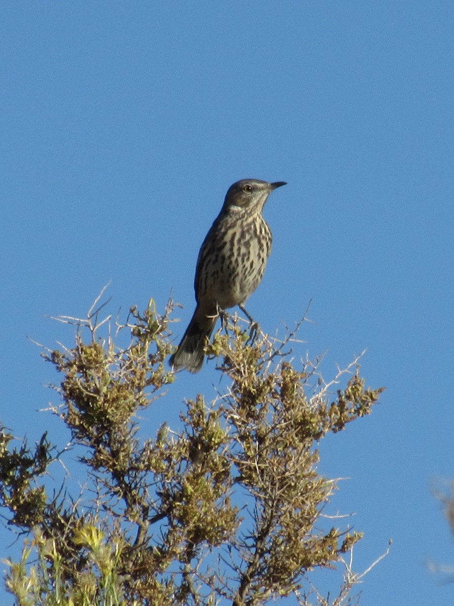 Sage Thrasher - ML637107705
