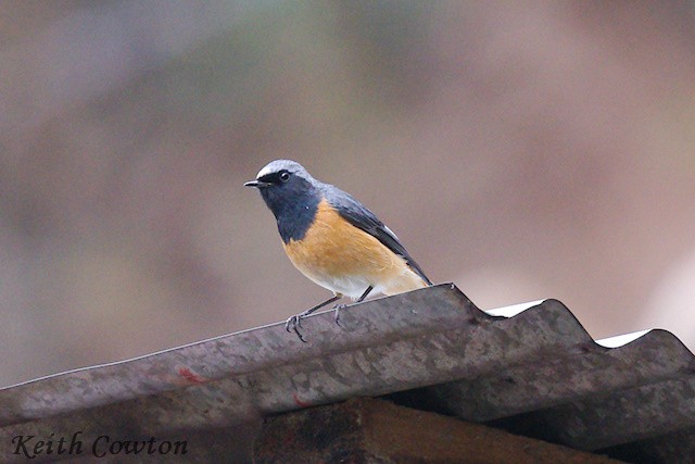 Hodgson's Redstart - ML637107715