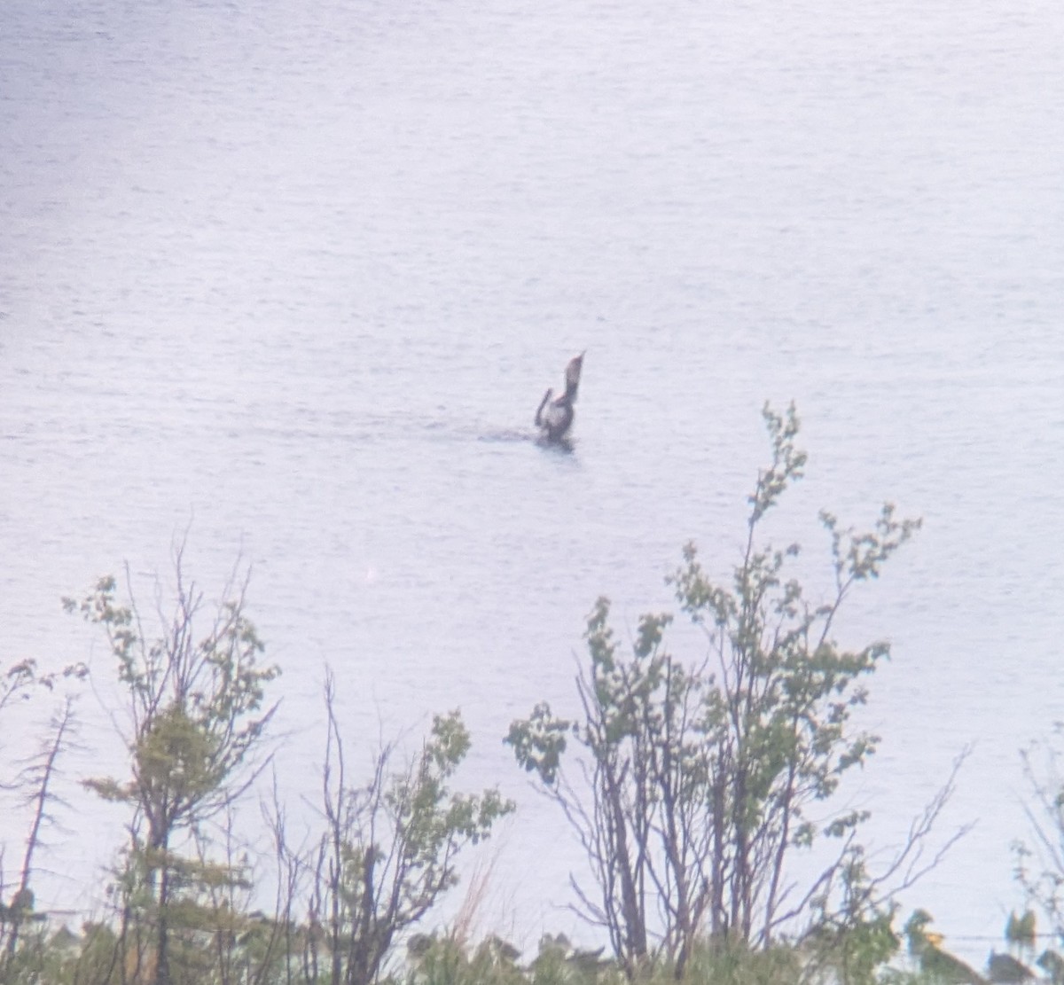 Pacific Loon - ML637107758