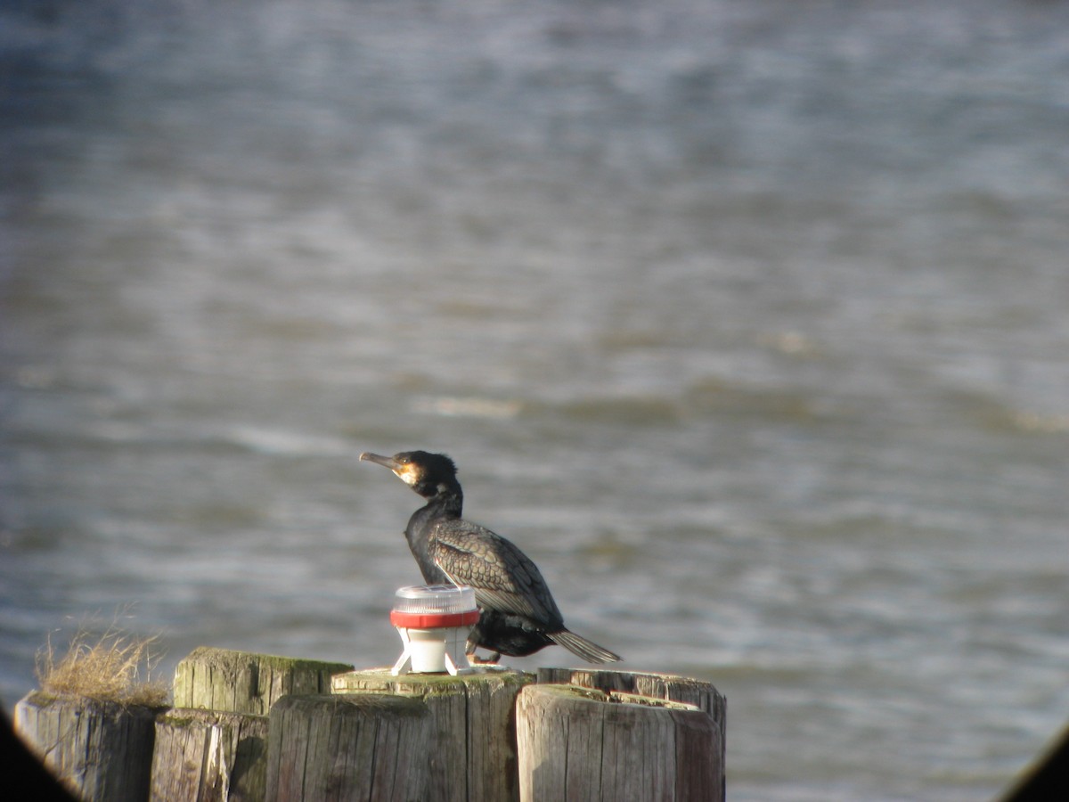Great Cormorant - ML637107793
