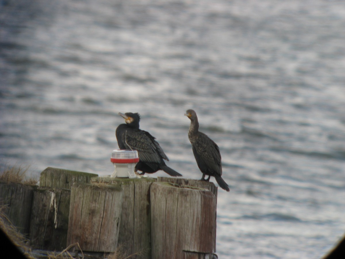 Double-crested Cormorant - ML637107803