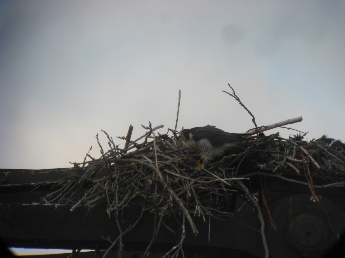 Peregrine Falcon - ML637107826