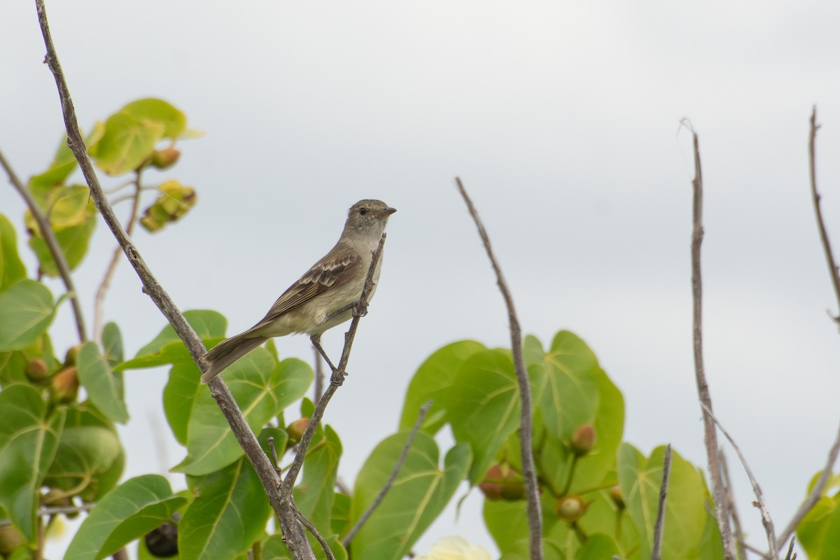 Caribbean Elaenia - ML637107846