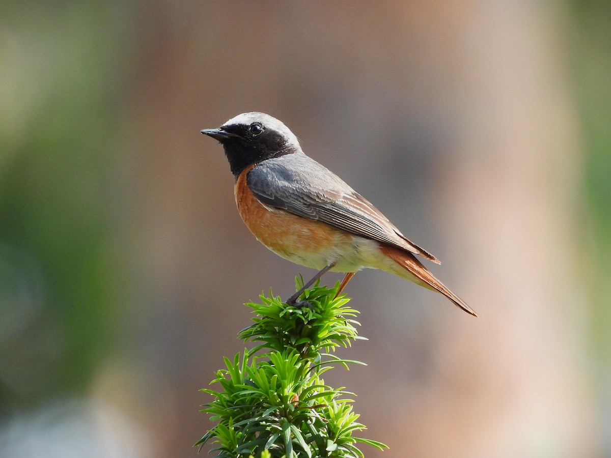 Buztangorri argia - ML637107972